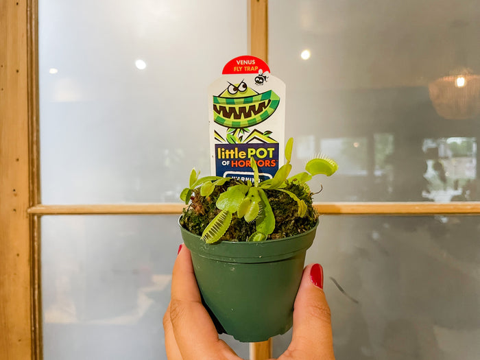 3" Venus Fly Trap