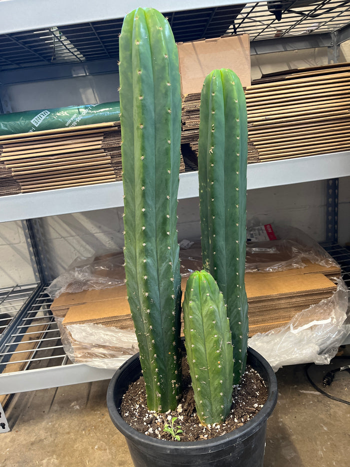 5 Gal San Pedro Cactus