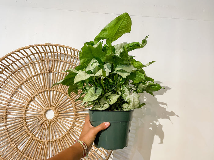 6" Arrowhead Plant