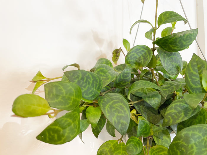 6" Lipstick Plant 'Black Pagoda'