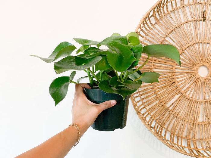 6” Owl Eye Peperomia