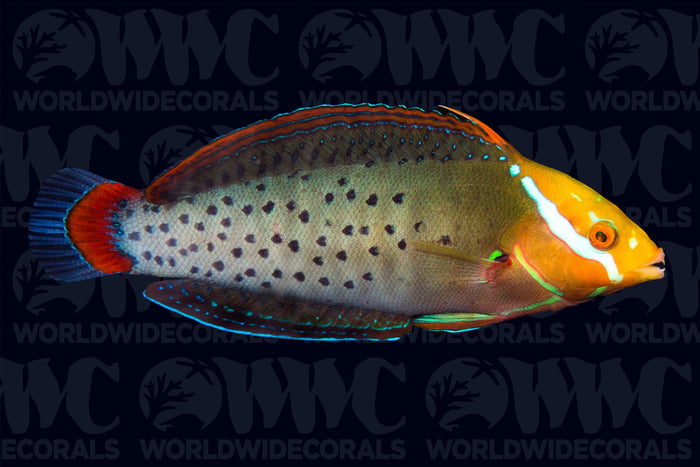 Formosa Wrasse - Adult - Sri Lanka