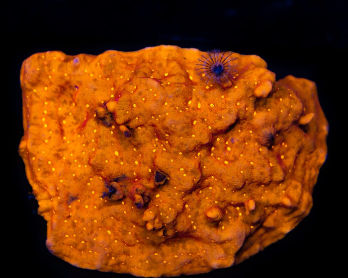 Jason Fox Sun God Leptoseris Coral