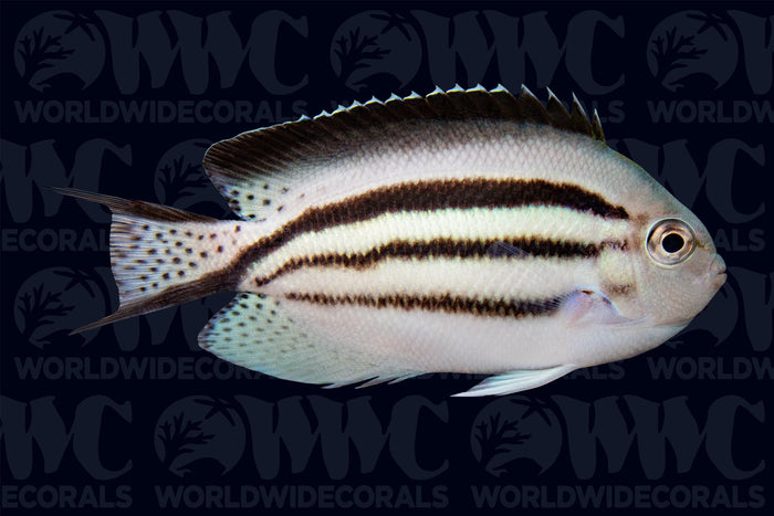 Lamarck Angelfish - Solomon Islands