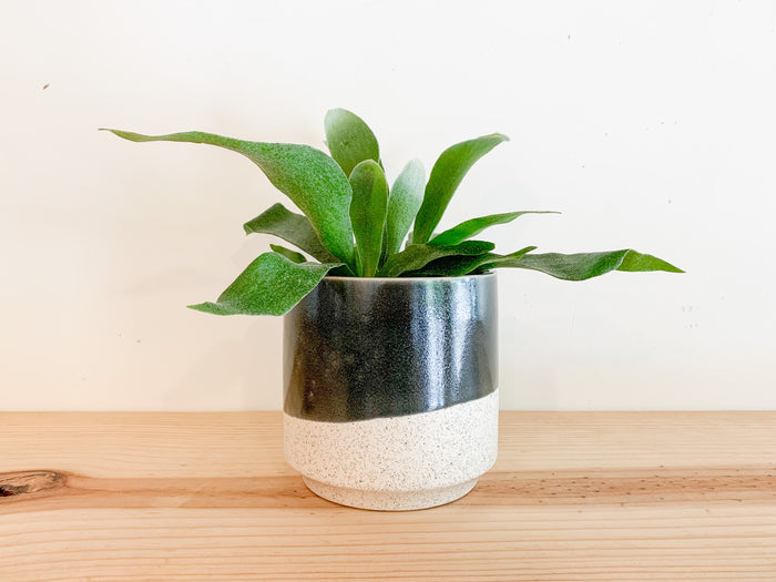 Miguel Planter Set