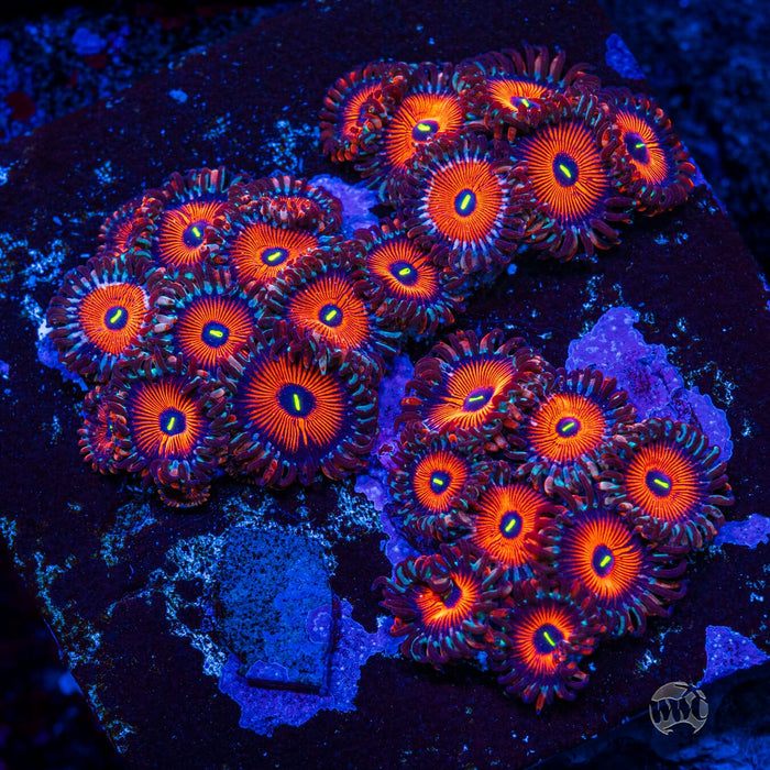 Seduction Zoanthids - Mother Colony Photo