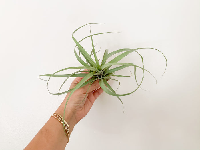T. Rodrigueziana Hybrid