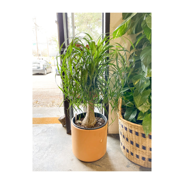 10" Ponytail Palm Stump