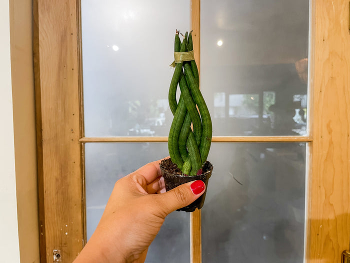 2" Sansevieria Dragon Fingers