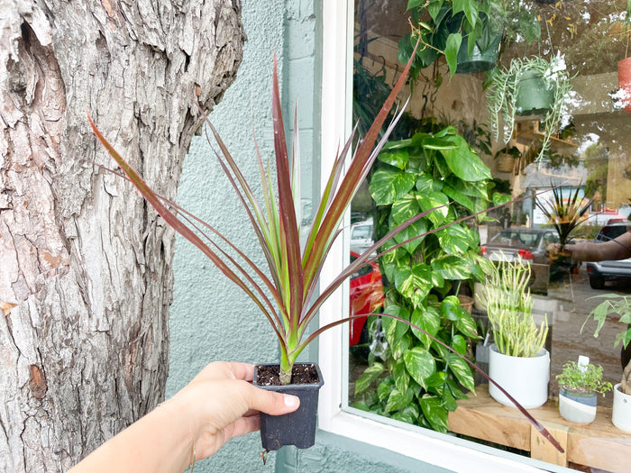 3" Dracaena Burgundy Tips