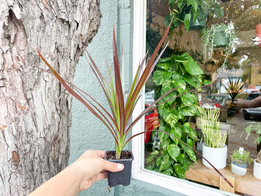 3" Dracaena Burgundy Tips