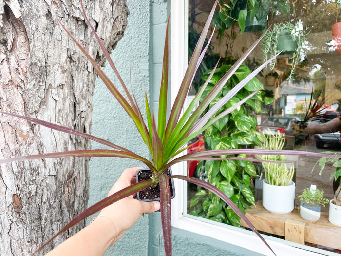 3" Dracaena Burgundy Tips