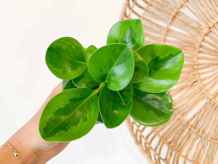 3" Peperomia Lemon Lime