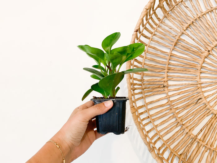 3" Peperomia Lemon Lime