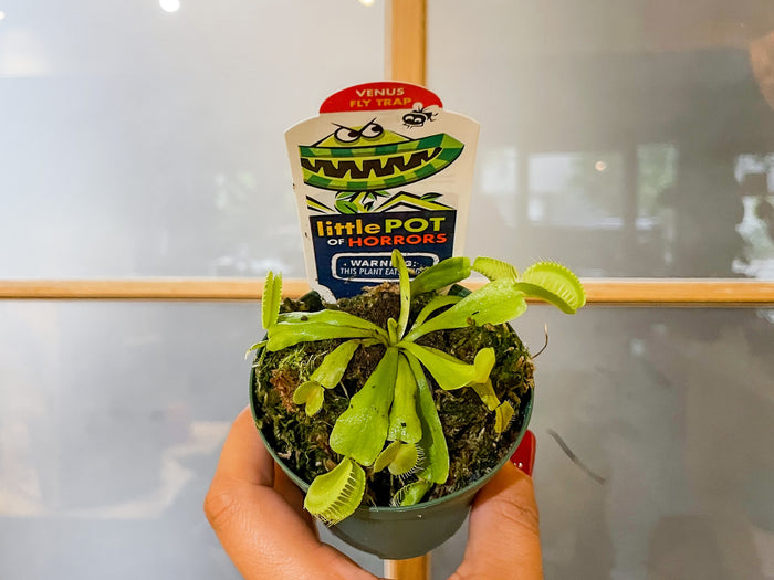 3" Venus Fly Trap