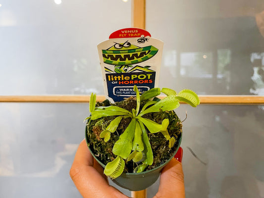 3" Venus Fly Trap