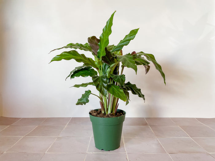 4" Calathea Ruffibarba