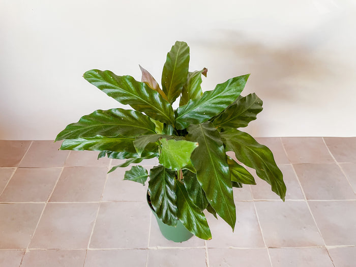 4" Calathea Ruffibarba