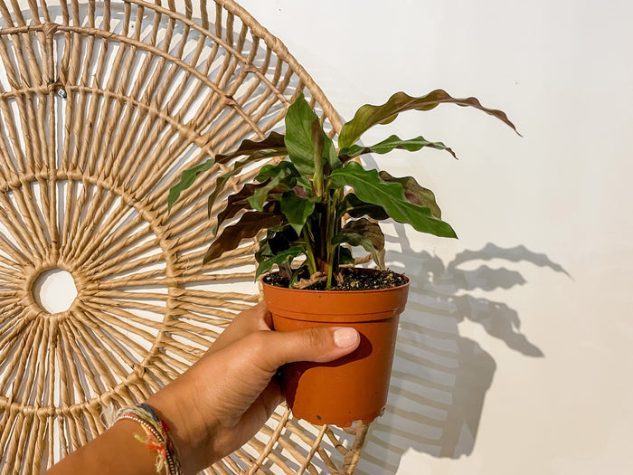 4" Calathea Ruffibarba