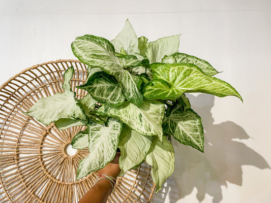 6" Arrowhead Plant