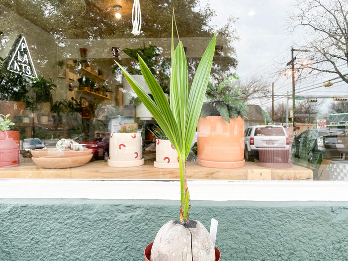 6" Coconut Palm