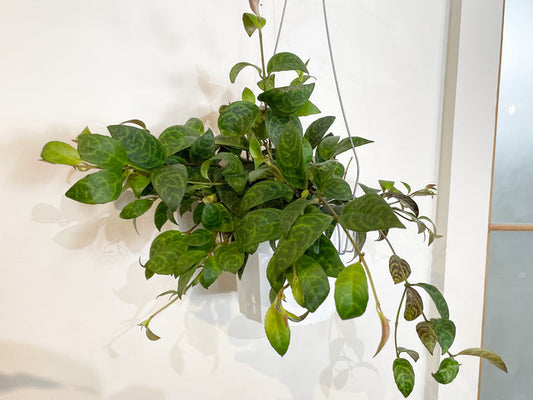 6" Lipstick Plant 'Black Pagoda'