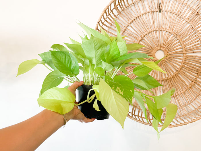 6" Neon Pothos