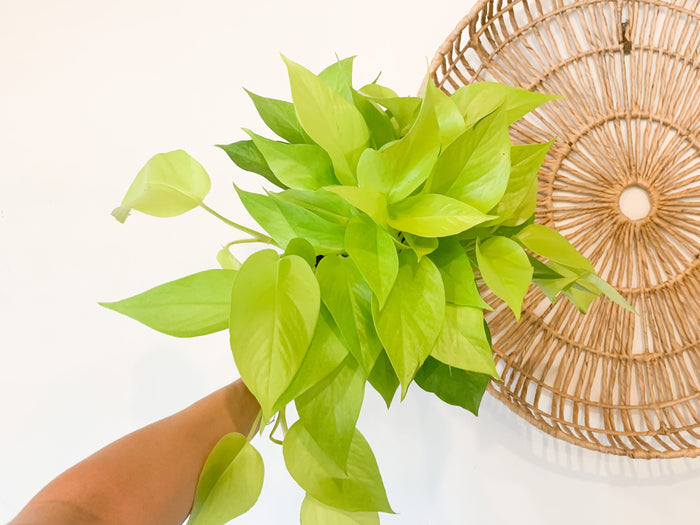 6" Neon Pothos