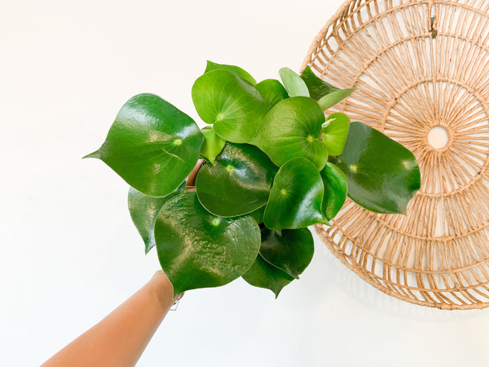 6” Owl Eye Peperomia