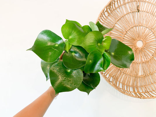 6” Owl Eye Peperomia