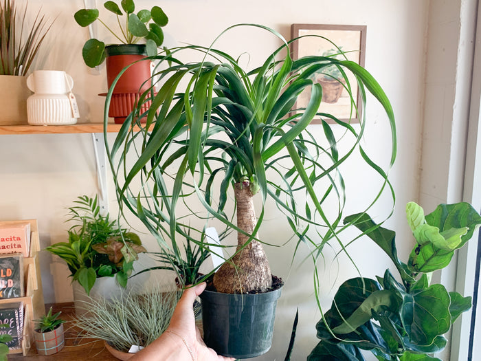 6" Ponytail Palm Stump
