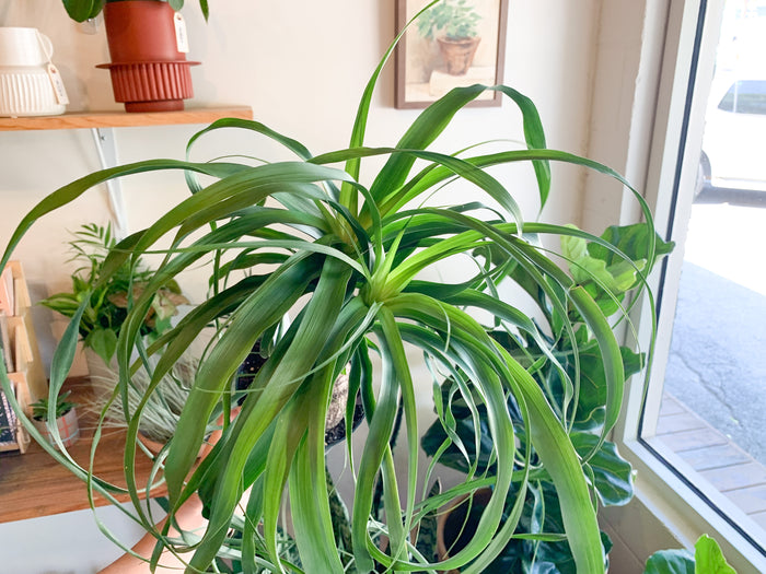 6" Ponytail Palm Stump