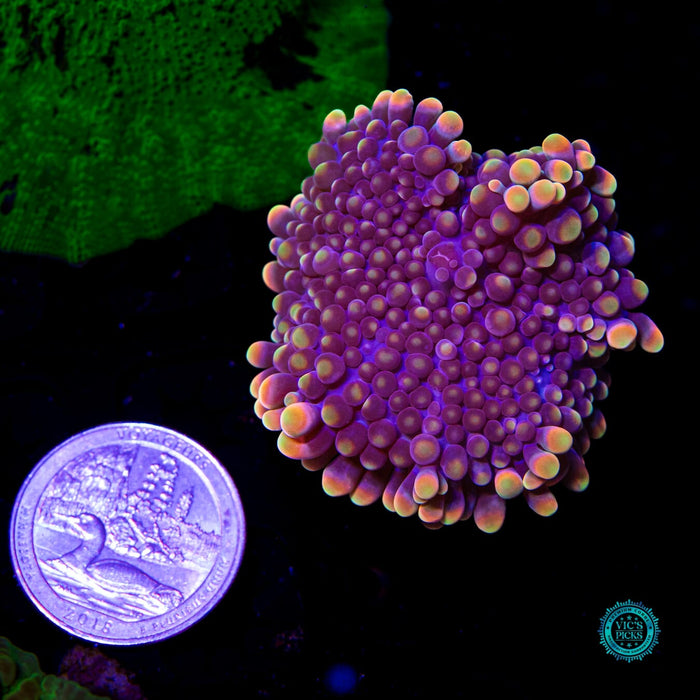 Blueberry Boba Tea Yuma Mushroom - Daylight Photo