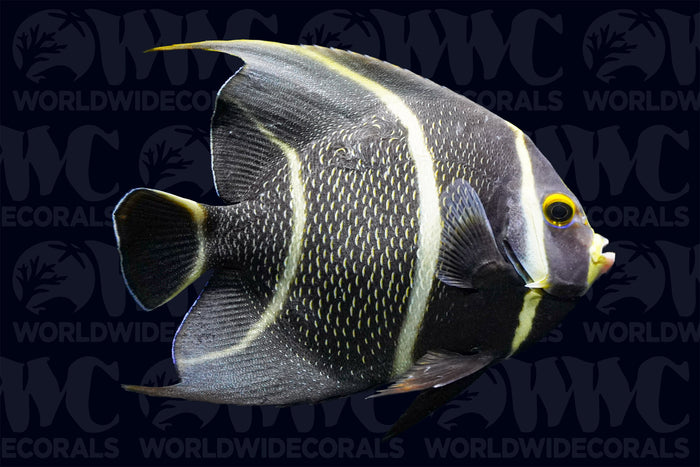 French Angelfish - Changing - Brazil