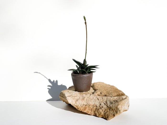 Gas-Fired Red Clay Pot