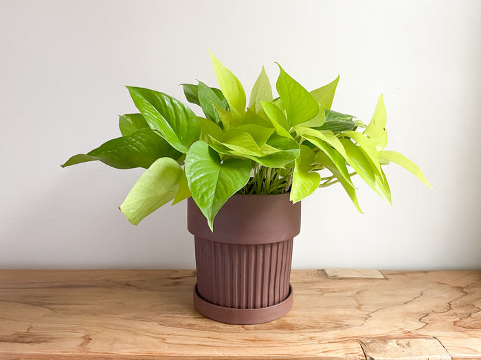 Large Ribbed Planter Set