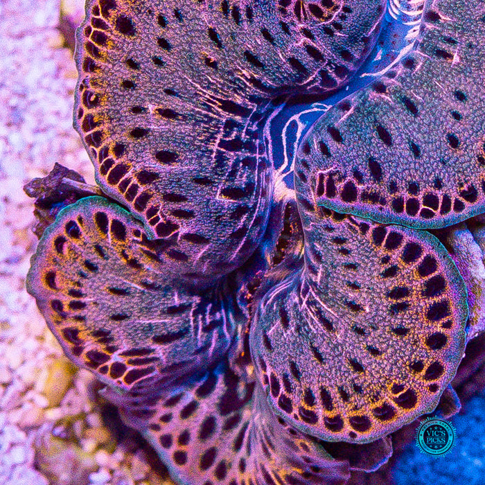 Leopard Print Maxima Clam