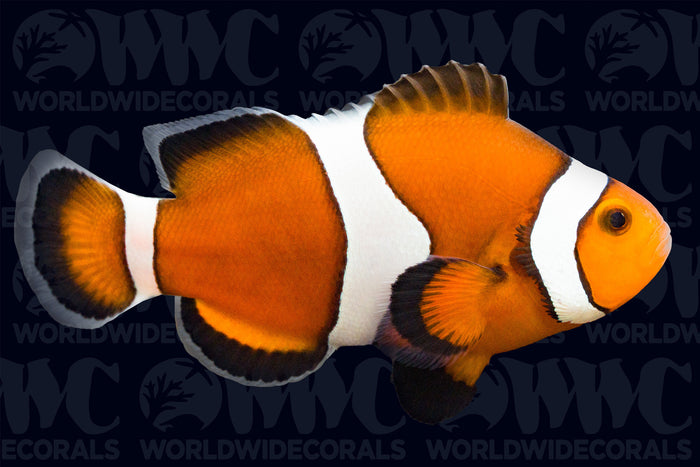 Mocha Ocellaris Clownfish - Aquacultured - USA