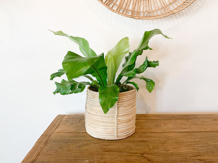 Rattan Basket Set