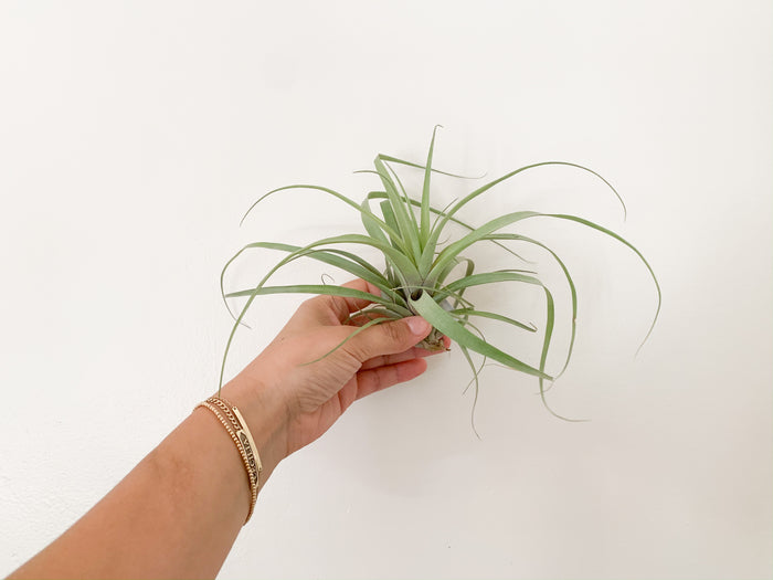 T. Rodrigueziana Hybrid