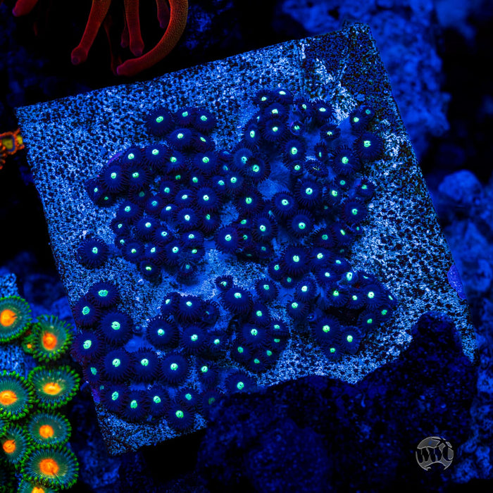 Tic Tac Zoanthids - Mother Colony Photo