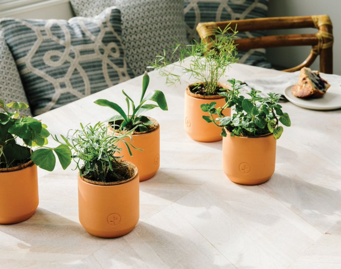Tiny Terracotta Poppies Kit