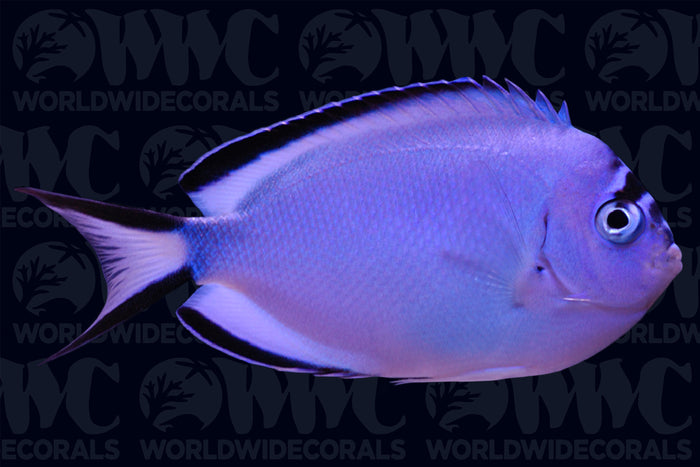 Watanabei Angelfish - Female - New Caledonia