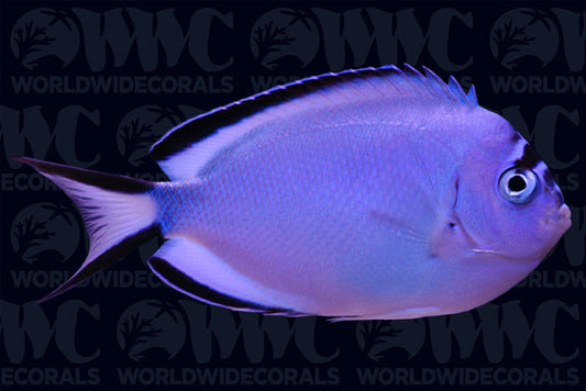 Watanabei Angelfish - Female - New Caledonia