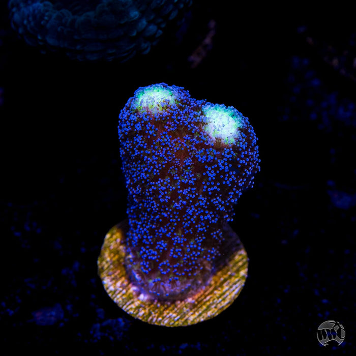 WWC Blue Stylophora Coral