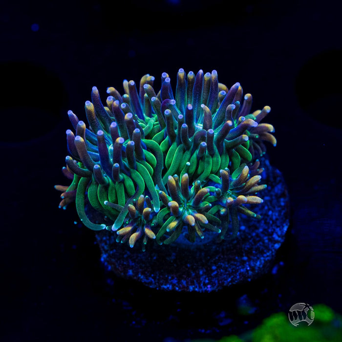 WWC Cyclops Galaxea Coral