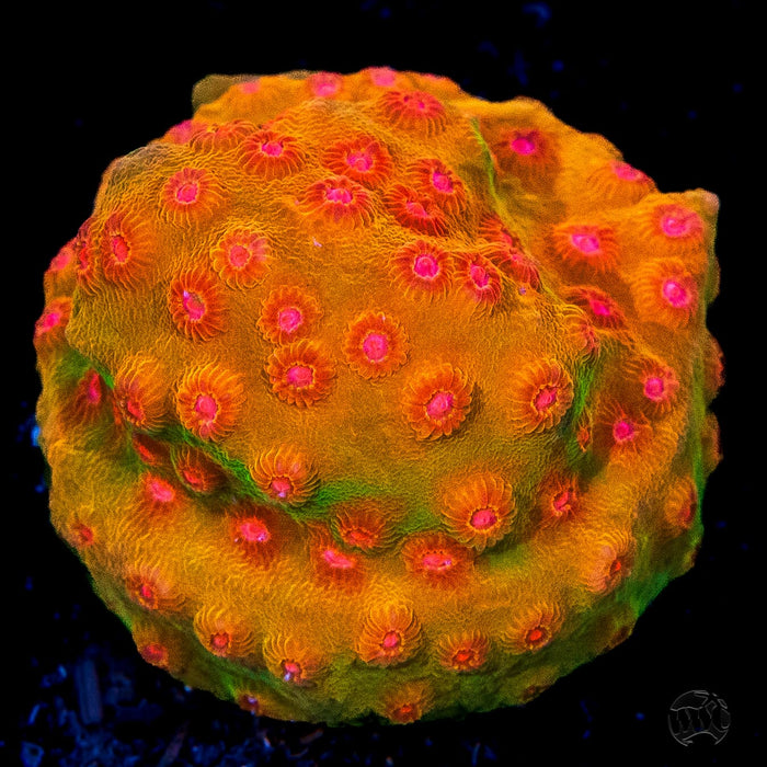 WWC Defcon Cyphastrea Coral
