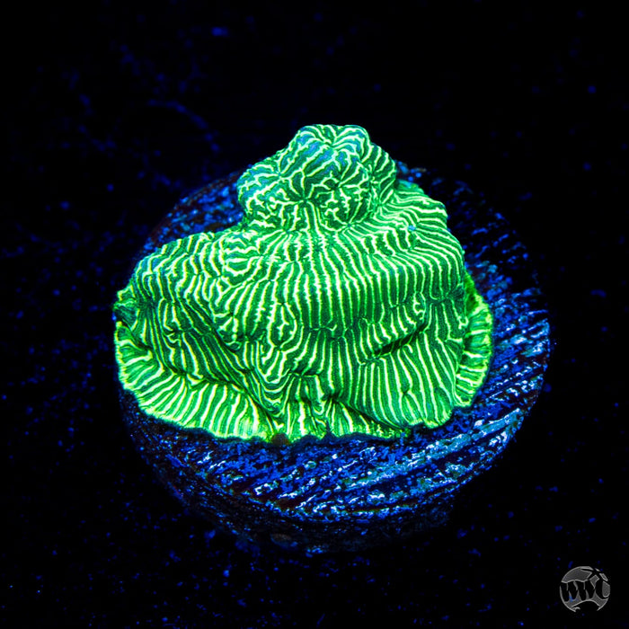 WWC Hulk Leptoseris Coral