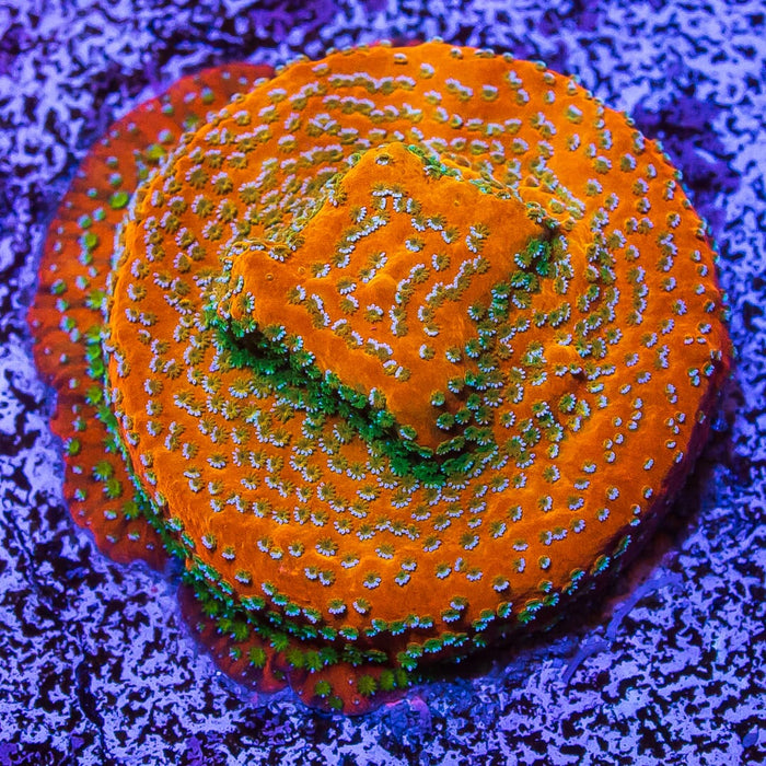 WWC Megachrome Montipora - Mother Colony