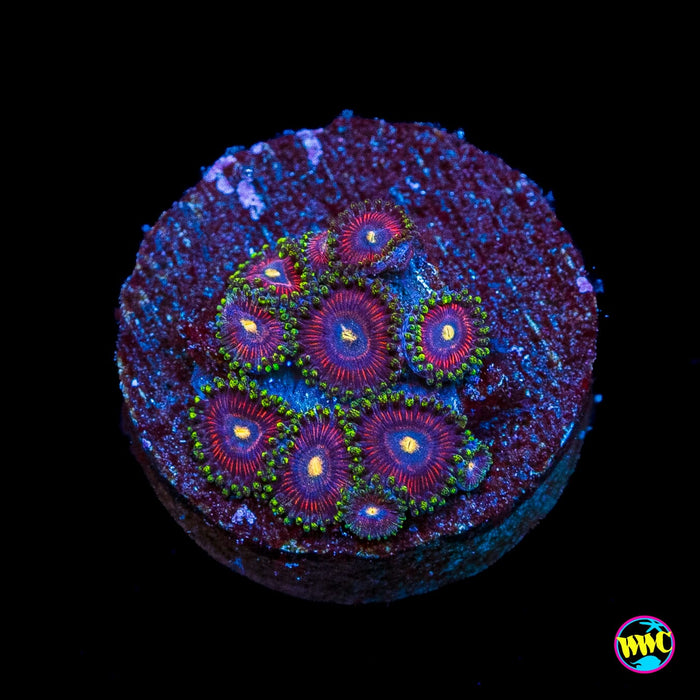 WWC Mini Me Zoanthids